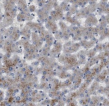 BCHE Antibody
