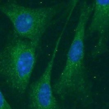 BCL2 Antibody
