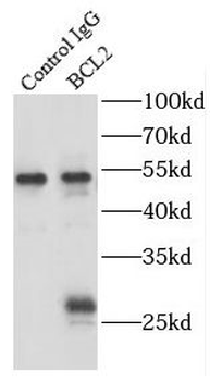 BCL2 Antibody