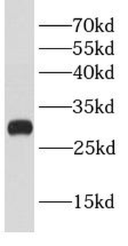BCL2L12 Antibody