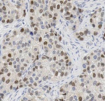 BCL2L12 Antibody