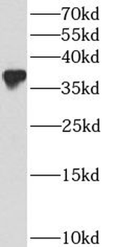 BCL2L14 Antibody