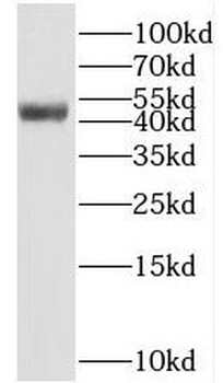 BEND5 Antibody