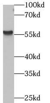 ARRB1 Antibody