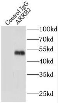 ARRB2 Antibody