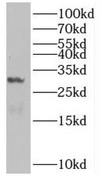 BHLHA15 Antibody