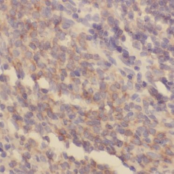 BIN2 Antibody