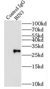 BIN3 Antibody