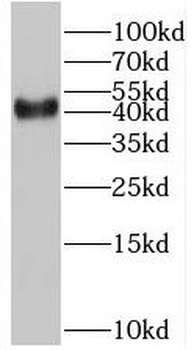 BMI1 Antibody