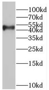 BMP10 Antibody