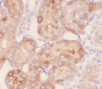 BMP7 Antibody