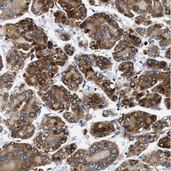 GDF2 Antibody