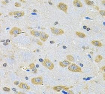 BNIP1 Antibody
