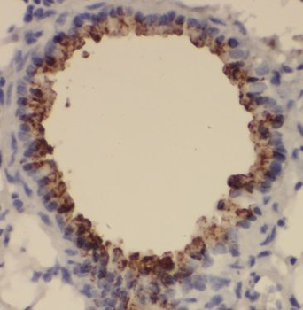 BOLA1 Antibody