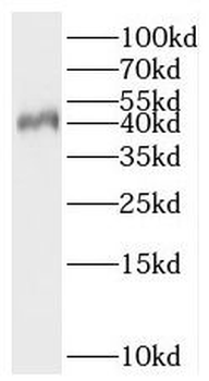BOLL Antibody