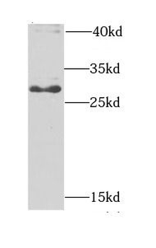 BPGM Antibody