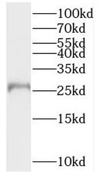 BPHL Antibody