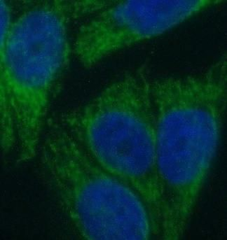 BPNT1 Antibody