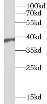 BPNT1 Antibody