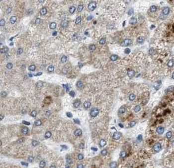 BPNT1 Antibody