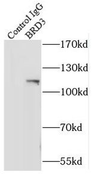 BRD3 Antibody