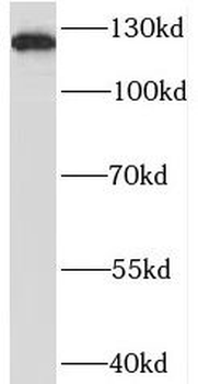 BRD8 Antibody