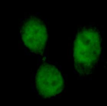 BrdU Mouse Monoclonal Antibody