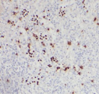 BrdU Mouse Monoclonal Antibody
