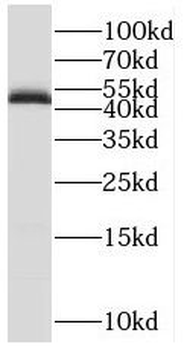 POU3F2 Antibody