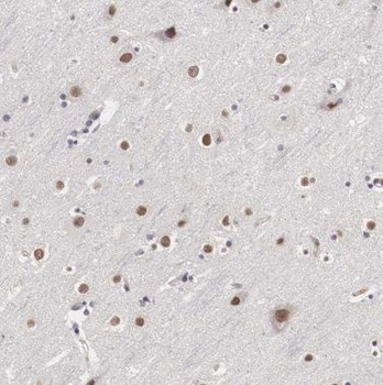 POU3F2 Antibody
