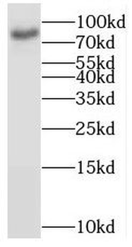 BRSK1 Antibody