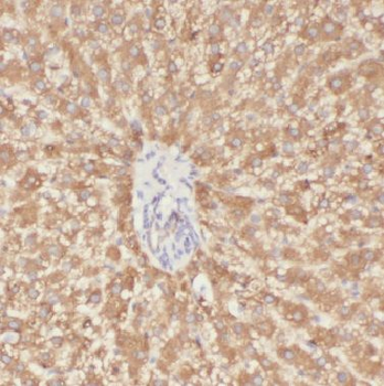 BST2 Antibody