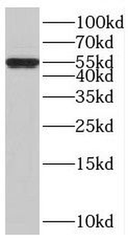 BTBD6 Antibody