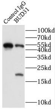 BUD31 Antibody