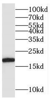 BUD31 Antibody