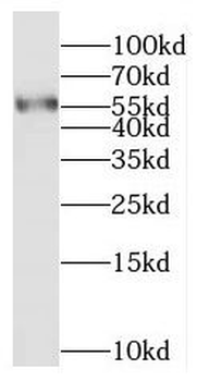 BVES Antibody