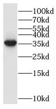 RPF2 Antibody