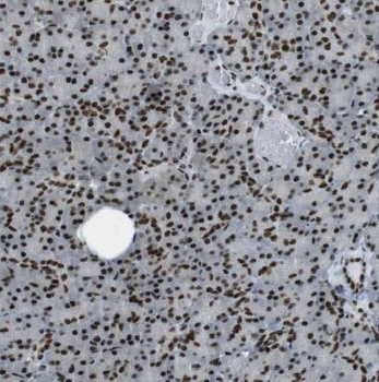 BRIX1 Antibody