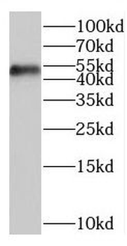 BZW1 Antibody