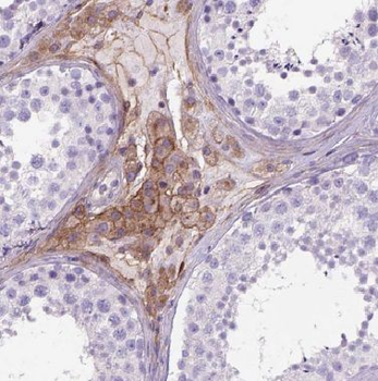BZW1 Antibody