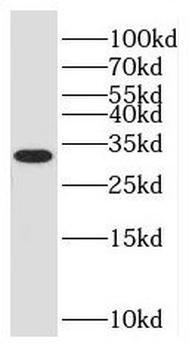 NKAPD1 Antibody