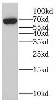 RUBCNL Antibody