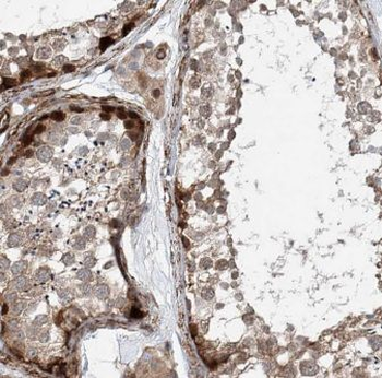 RUBCNL Antibody