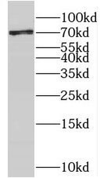 NCBP3 Antibody