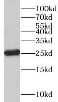 C18orf21 Antibody