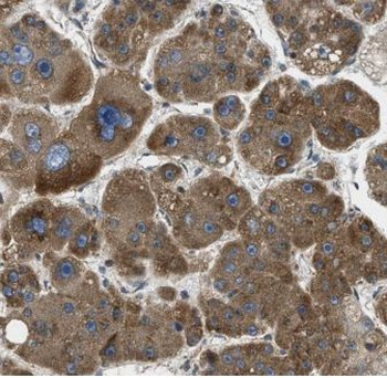MYDGF Antibody