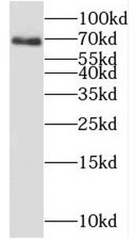 C19orf44 Antibody