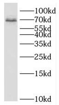 BRME1 Antibody