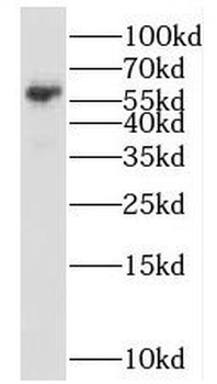 SMG9 Antibody
