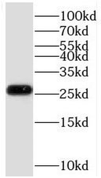 COA7 Antibody